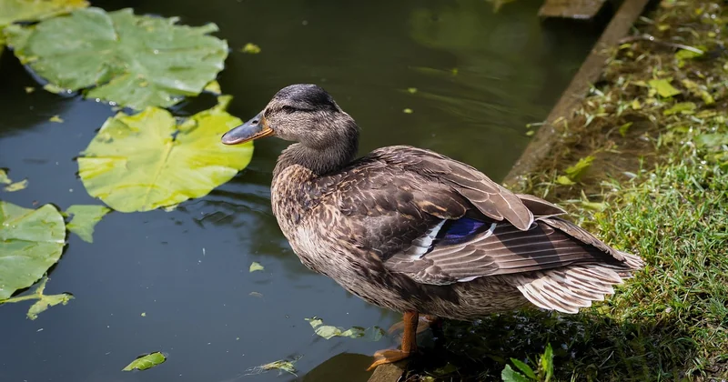 Les variantes de cuisse de canard au four qui tiennent la route