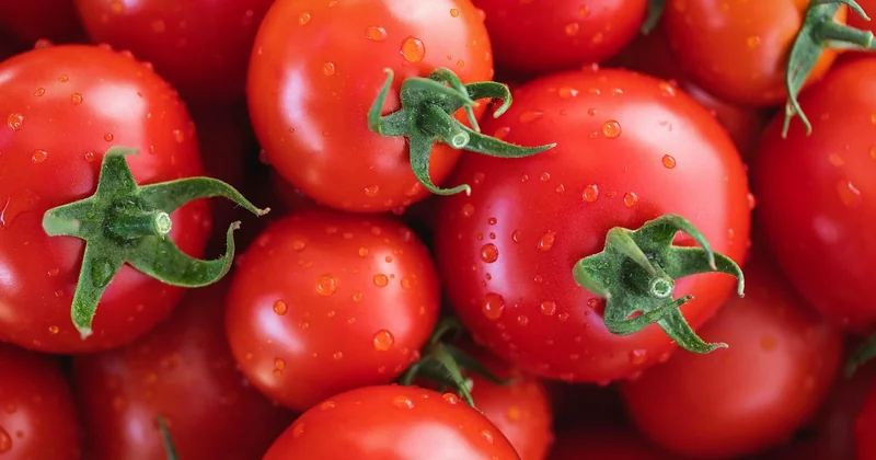 Pourquoi le choix des tomates change tout (et comment s'y retrouver)