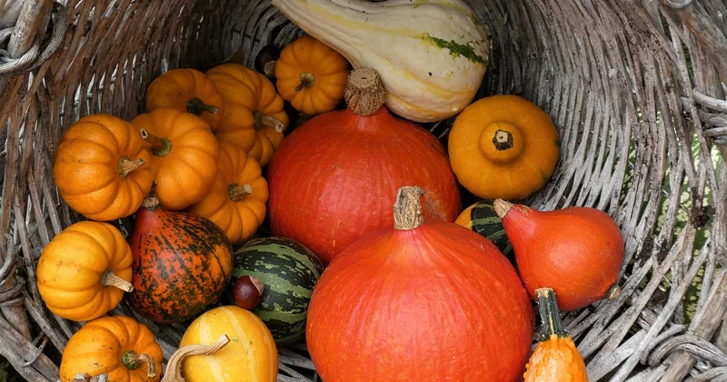 Les légumes : la saisonnalité fait plus que le bouillon